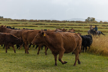 Gathering Cattle