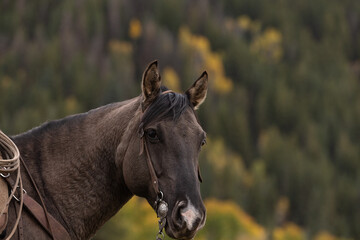 Grulla Horse portrait headshot with western bridle with trees