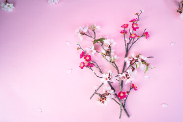 spring cherry and almond tree blossoming flowers over pink background with copy space