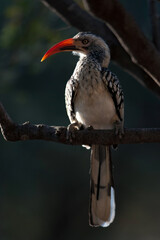 Southern red-billed hornbill sitting on a tree branch