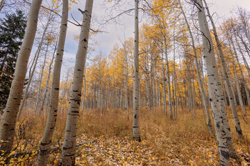 Aspen Tree Grove in Colorado Populus tremuloides pando autumn fall