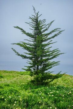 A lone fir tree stands along the undeveloped coast of Santa Cruz, California
