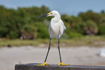 White heron wild sea bird, also known as great egret on seaside in summer