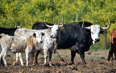 toro tipico espa&ntilde;ol con grandes cuernos
