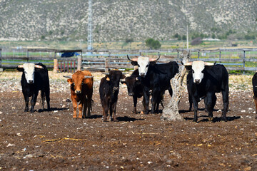 unos toros en una ganaderia en el campo español