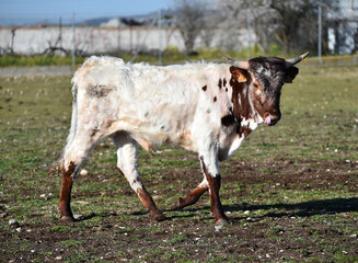 un toro español en una ganaderia en españa