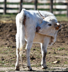 Obraz premium un toro español en una ganaderia en españa