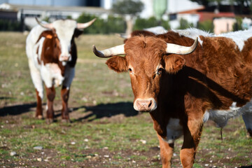 toro tipico español con grandes cuernos