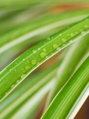 dew on grass