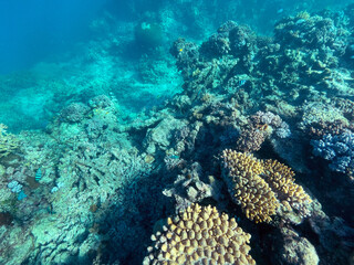 Fototapeta na wymiar Snorkling, Great Barrier Reef, Queensland, Australia