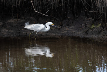 Snowy Egret in Breeding Plumage at Flagler Beach, Florida