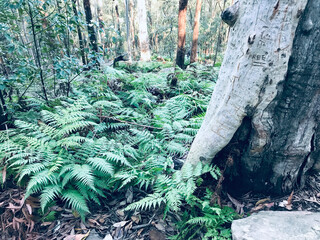 Gum trees, National Park, Sunshine Coast, Queensland, Australia