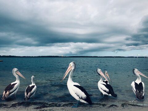 Pelicans, Sunshine Coast, Queensland, New Zealand