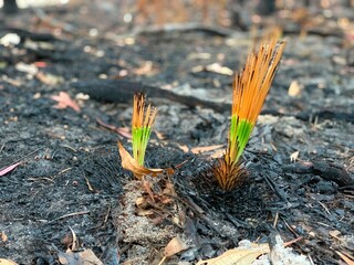 After the fire, Sunshine Coast, Queensland, Australia