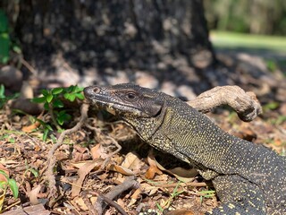 Goanna, Queensland, Australia