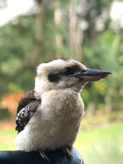 Kookaburra, Queensland, Australia