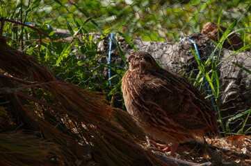 Jumbo Coturnix Quails in a brooder on a farm in the summer