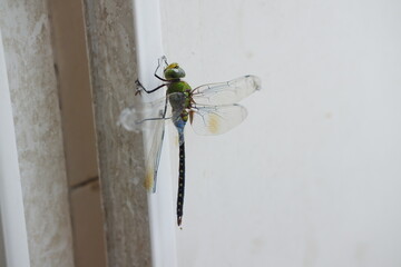 dragonfly on the wall, close up of a green dragonfly