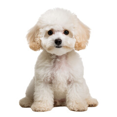 Obraz premium Adorable Realistic illustration of cute baby poodle isolated on transparent background. A small white sitting dog is looking at you 