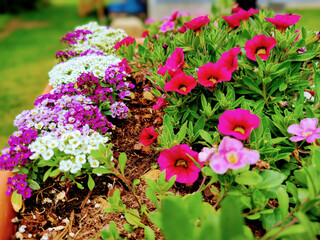 Vibrant Garden Blooms with Eye-Level Perspective in Louisville