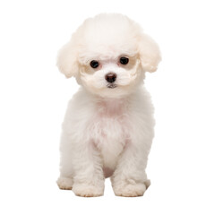 Obraz premium Adorable Realistic illustration of cute baby poodle isolated on transparent background. A small white sitting dog is looking at you 
