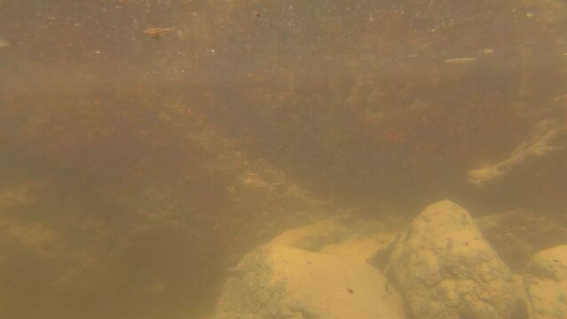 January 12, 2024 - Nai Harn, Phuket Thailand. Rising from the mirky waters and looking around at the beach.