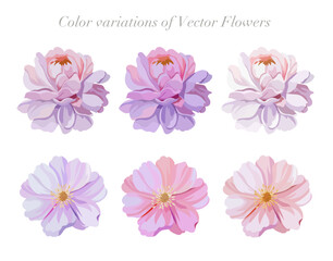 Color variation of blooming flower set. Beautiful flowers vector illustration.