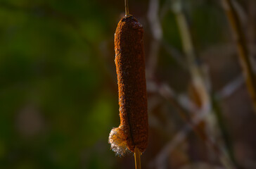 A cattail in late winter is getting ready to release its seeds to the wind now that temperatures are warming.  Setting Sun lights the side of this brown tall reed grass in Upstate NY.