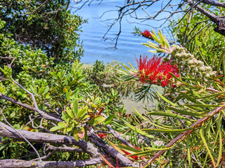 Vibrant Bottlebrush Blooms and Lush Foliage by Serene Water