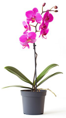 Naklejka na ściany i meble Vibrant Pink Orchid in Bloom