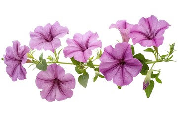 Elegant Display of Purple Petunias