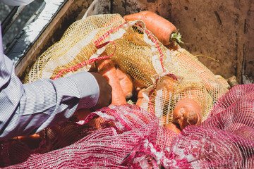 Carrot is rich in beta carotene