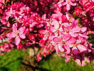 Vibrant Pink Spring Blossoms with Yellow Stamens, Eye-Level View
