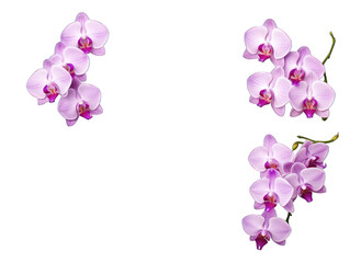 Fototapeta na wymiar Set of orchid isolated on transparent background, transparency image, removed background