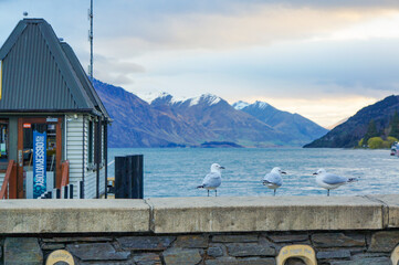 港の近くで休憩をするカモメ