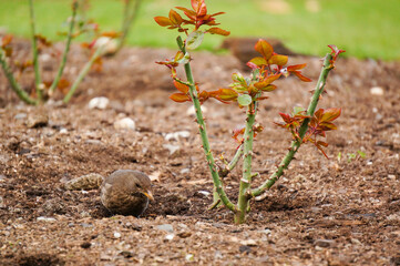 地面と同化しながらエサを探す鳥