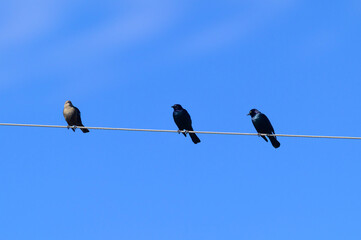Brewer's Blackbirds perch on a Wire near Big Bend National Park, in Southwest Texas.