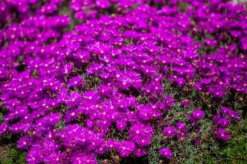 Wild Purple Flowers