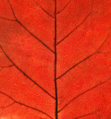 A macro surface of fall red leaf pattern