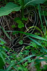 A Garden Snake slithering in the grass during summer