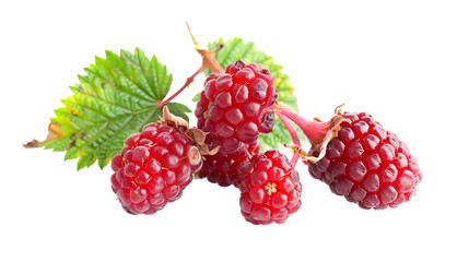Loganberry isolated on white transparent background