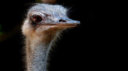 Close Up of Ostrich Head