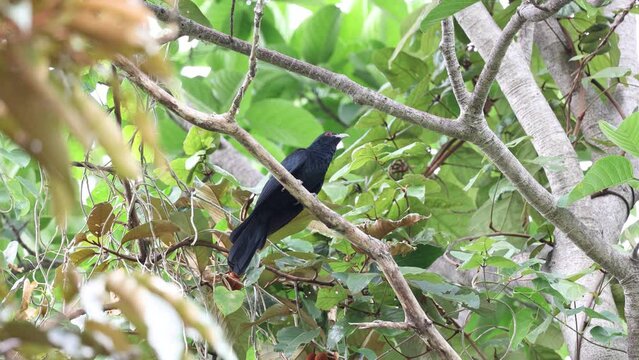 Nature wildlife Asian Koel bird perching on tree branch