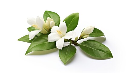 White jasmine flower and green leaves on white background