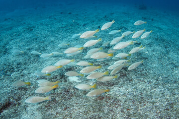 Yellowtail parrotfish, French Polynesia