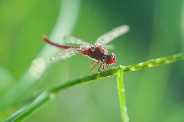 A red-veined darter or nomad dragonfly is perched on a branch and soaked in rainwater