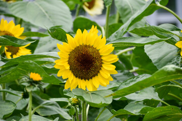 Obraz premium ひまわり