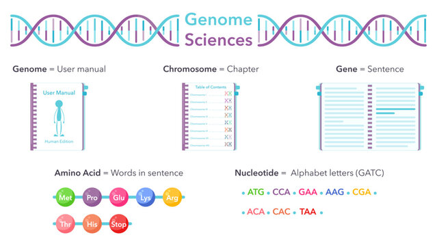 Genome Sciences educational vector illustration graphic analogy to user manual or book