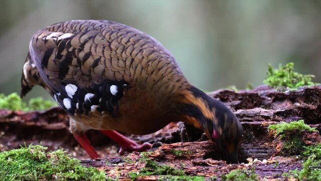 Red-breasted partridge also known as the Bornean hill-partridge It is endemic to hill and montane forest in Borneo