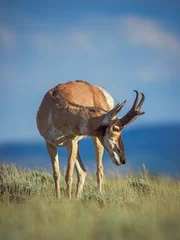Poster pronghorn antelope buck © rwbrandstetter